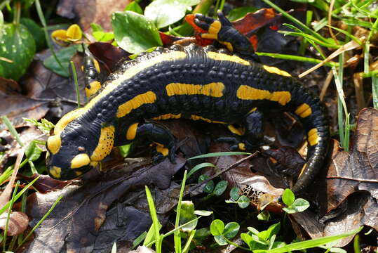 Image de salamandre tachetée