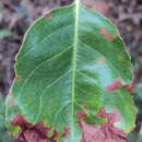 Sivun Homalium ceylanicum (Gardner) Benth. kuva
