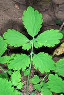 Image of celandine