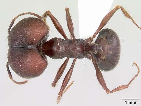 Pheidole rhea Wheeler 1908 resmi