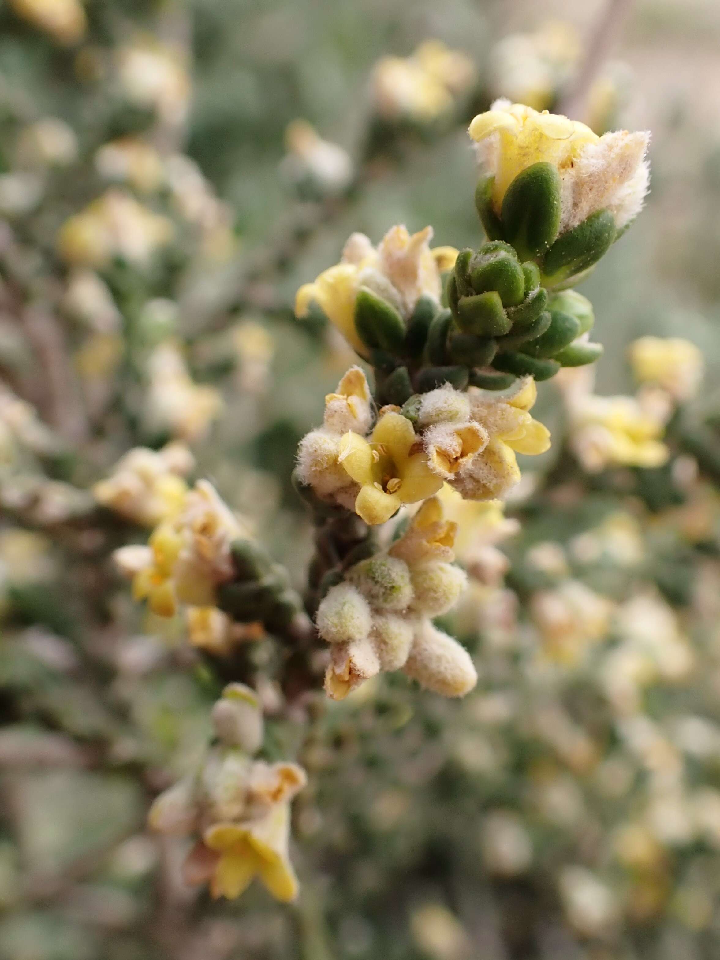 Image of Thymelaea hirsuta (L.) Endl.