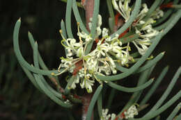 Image de Hakea megadenia R. M. Barker