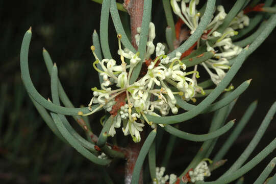 Image de Hakea megadenia R. M. Barker