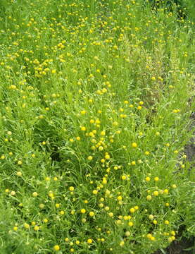 Image of Helenium aromaticum (Hook.) L. H. Bailey