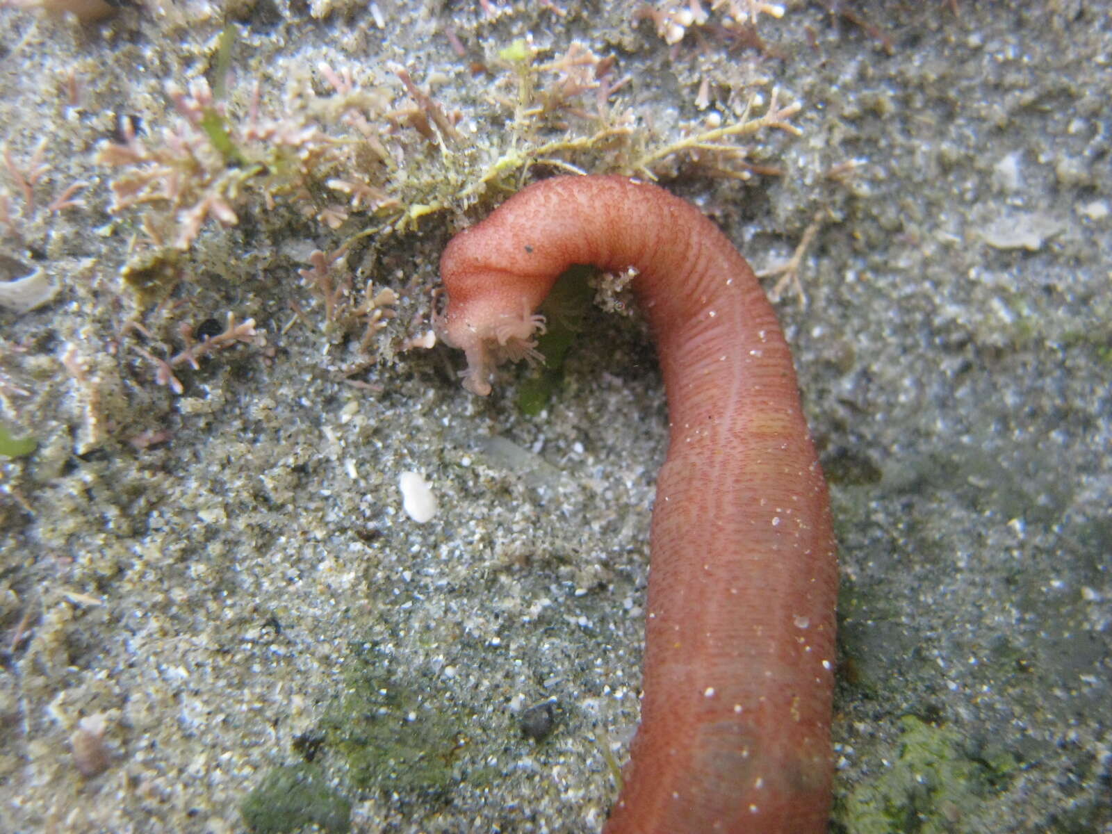 Plancia ëd Taeniogyrus dunedinensis (Parker 1881)