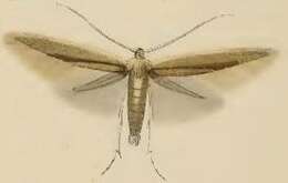 Image of Coleophora milvipennis Zeller 1839