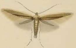 Imagem de Coleophora milvipennis Zeller 1839