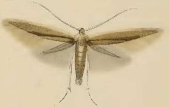 Image de Coleophora milvipennis Zeller 1839