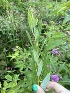 Image of Almond-leaved Willow