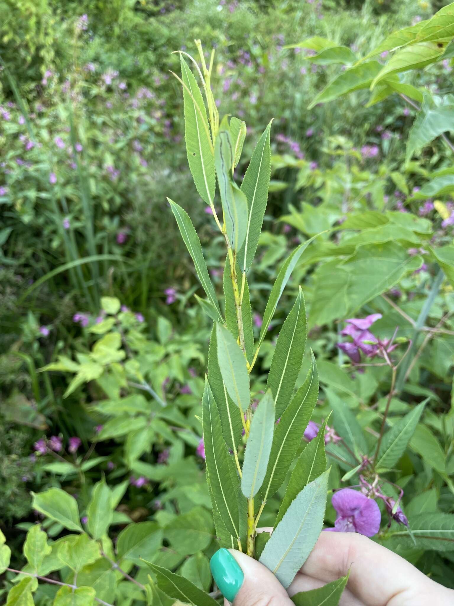 Image of Almond-leaved Willow