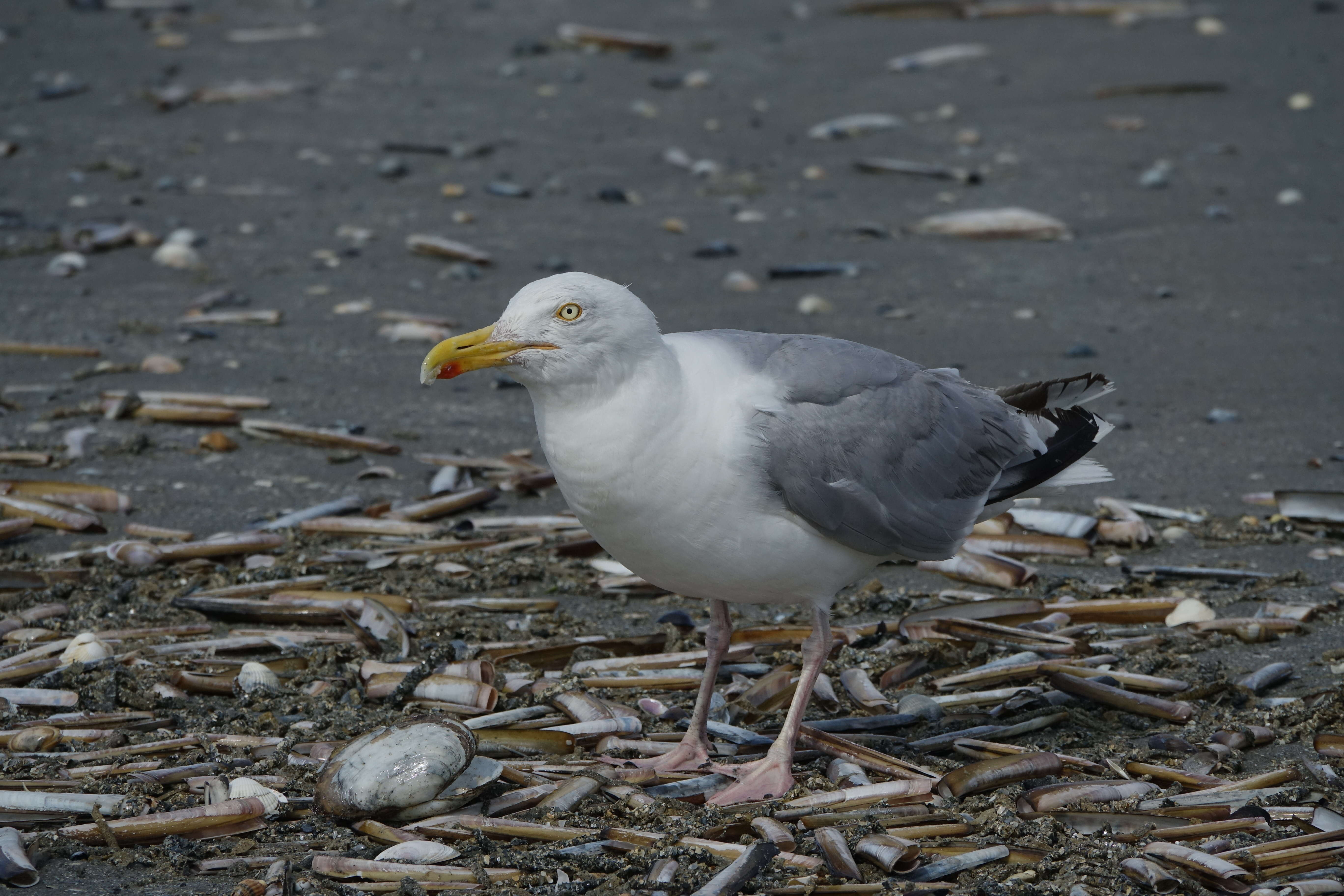 Image of European Herring Gull