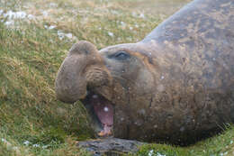 Image of South Atlantic Elephant-seal