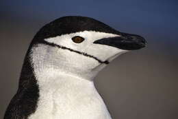 Image of Chinstrap Penguin