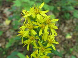 Image of Solidago decurrens Lour.