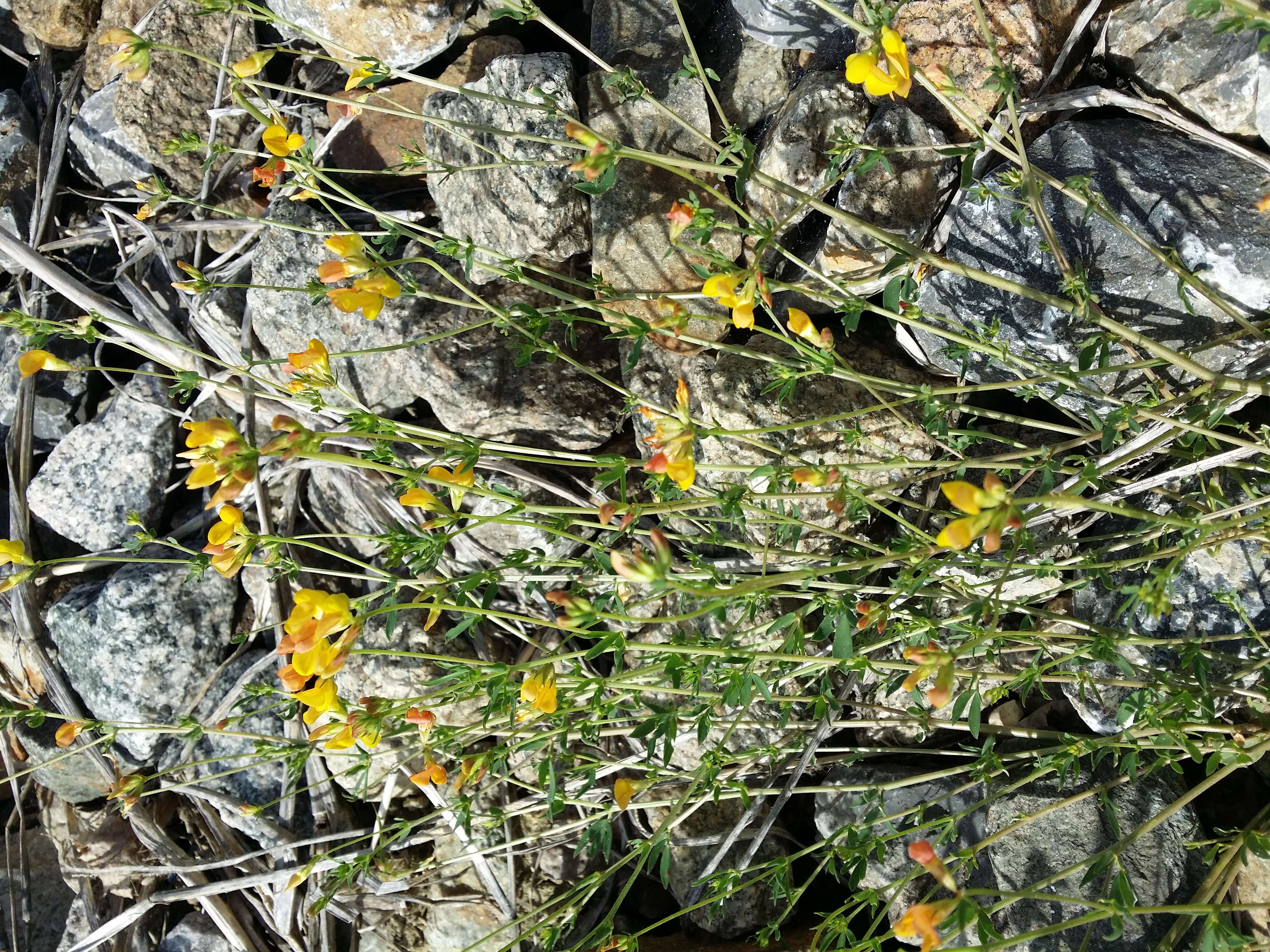 Image of Narrow-leaved Bird's-foot-trefoil