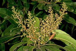 Image of Protorhus longifolia (Bernh.) Engl.