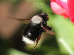 Image of Bombus funebris Smith 1854