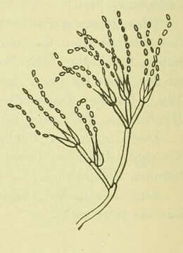 Image of Isaria fumosorosea Wize 1904