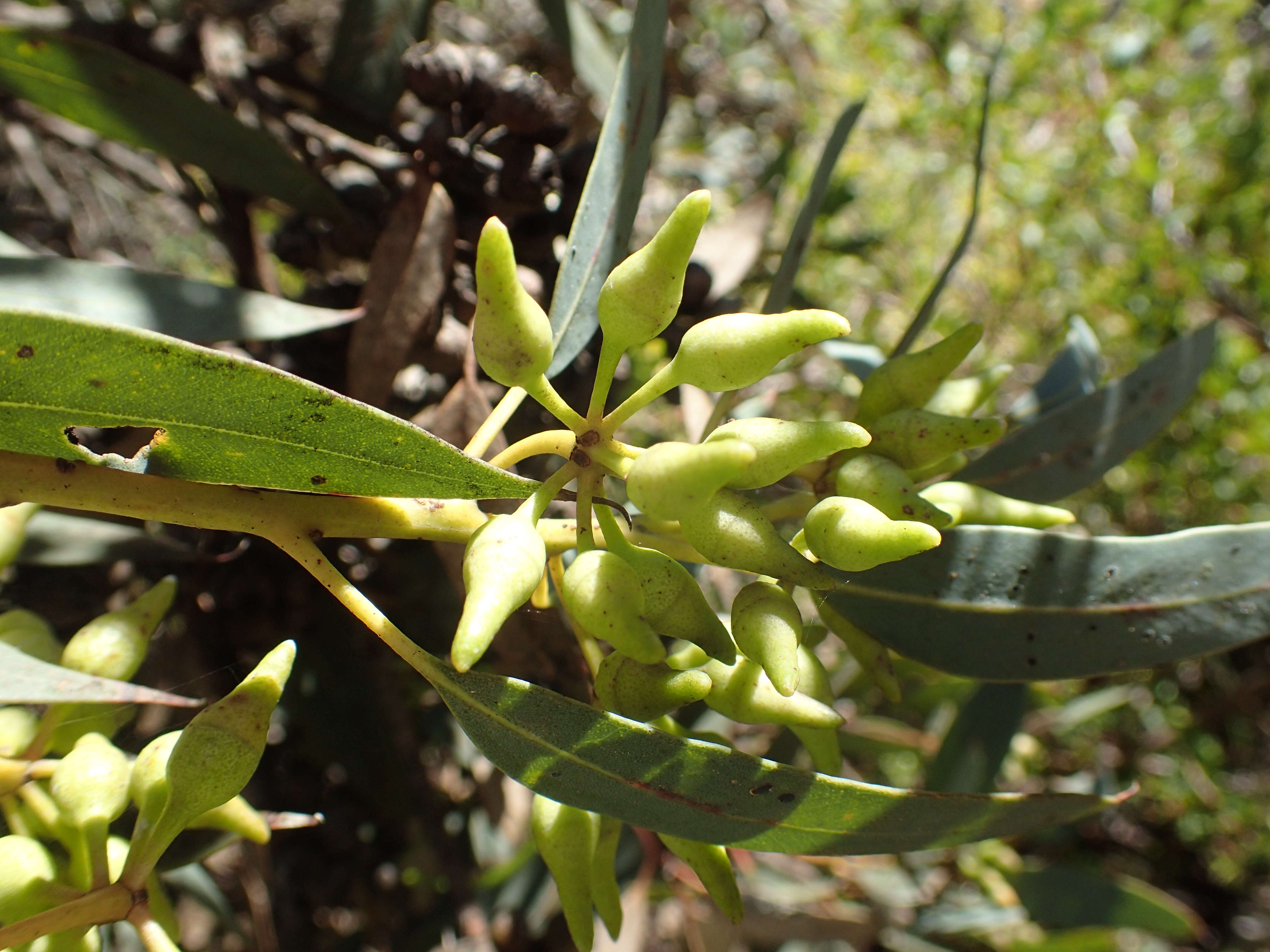 Image of Eucalyptus falcata Turcz.