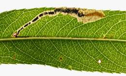 Image of Stigmella obliquella (Heinemann 1862) Vári 1944