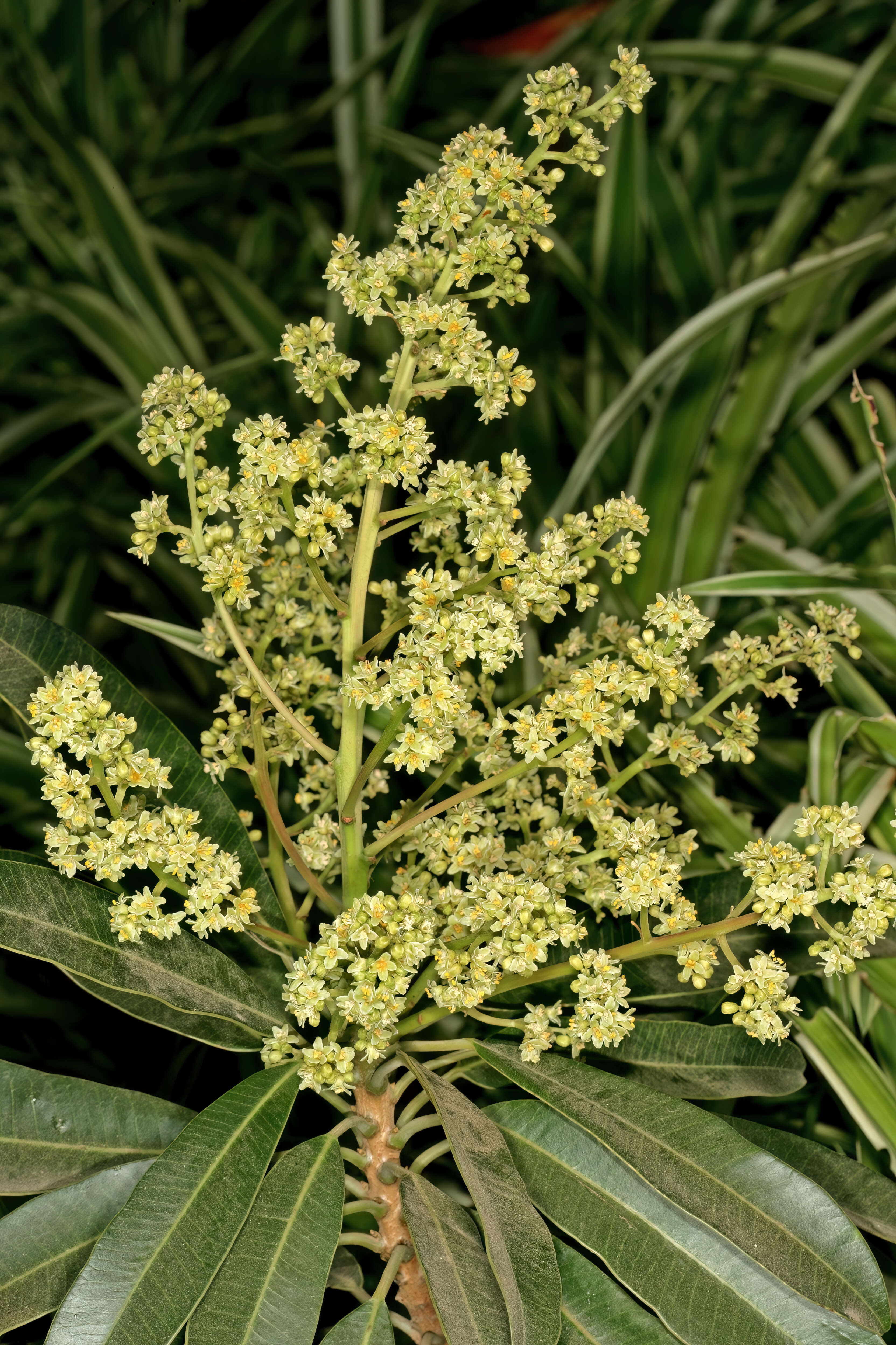 Image of Protorhus longifolia (Bernh.) Engl.