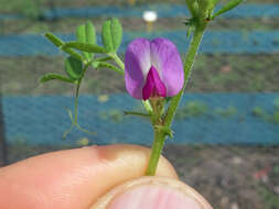 Image of Common Vetch