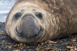 Image of South Atlantic Elephant-seal