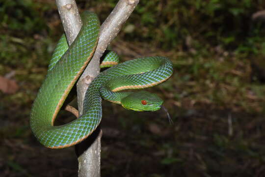 Sivun Trimeresurus sumatranus (Raffles 1822) kuva