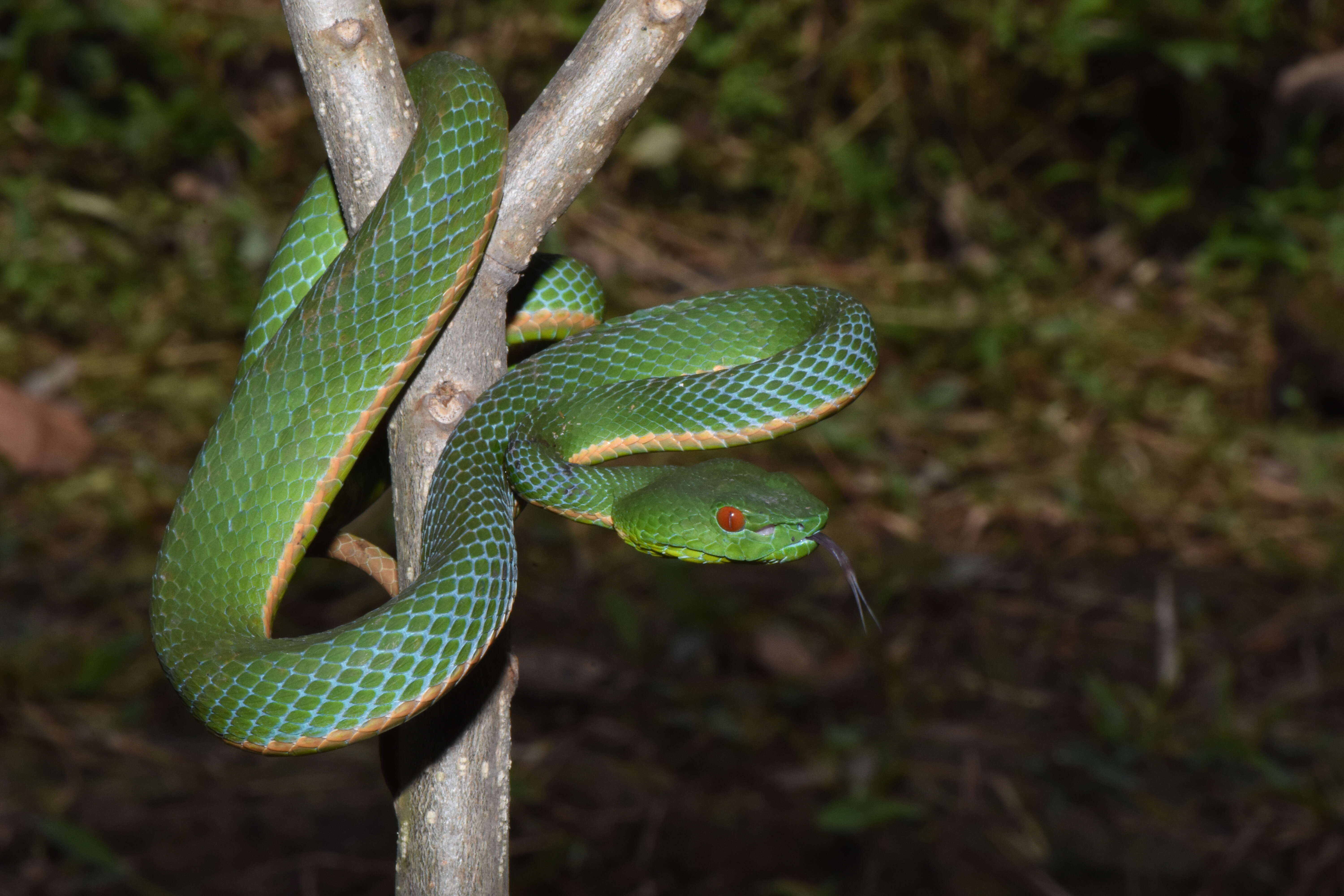 Image of Malcolm’s pitviper