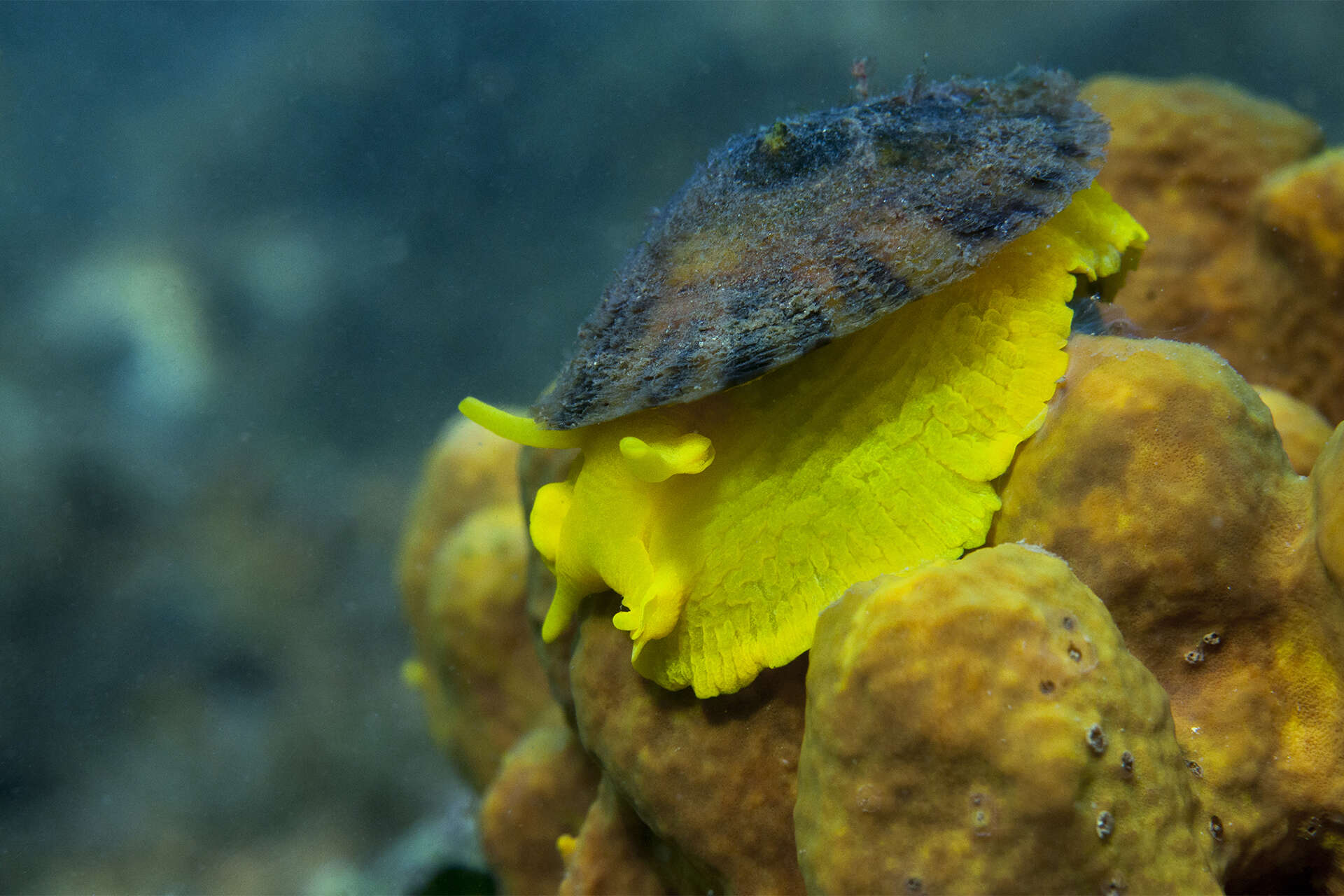 Image of yellow tylodina