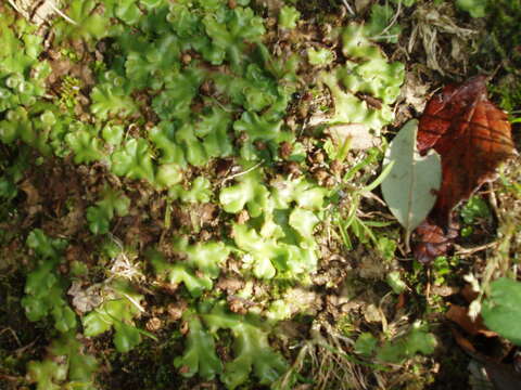 Image of Marchantia berteroana Lehm. & Lindenb.