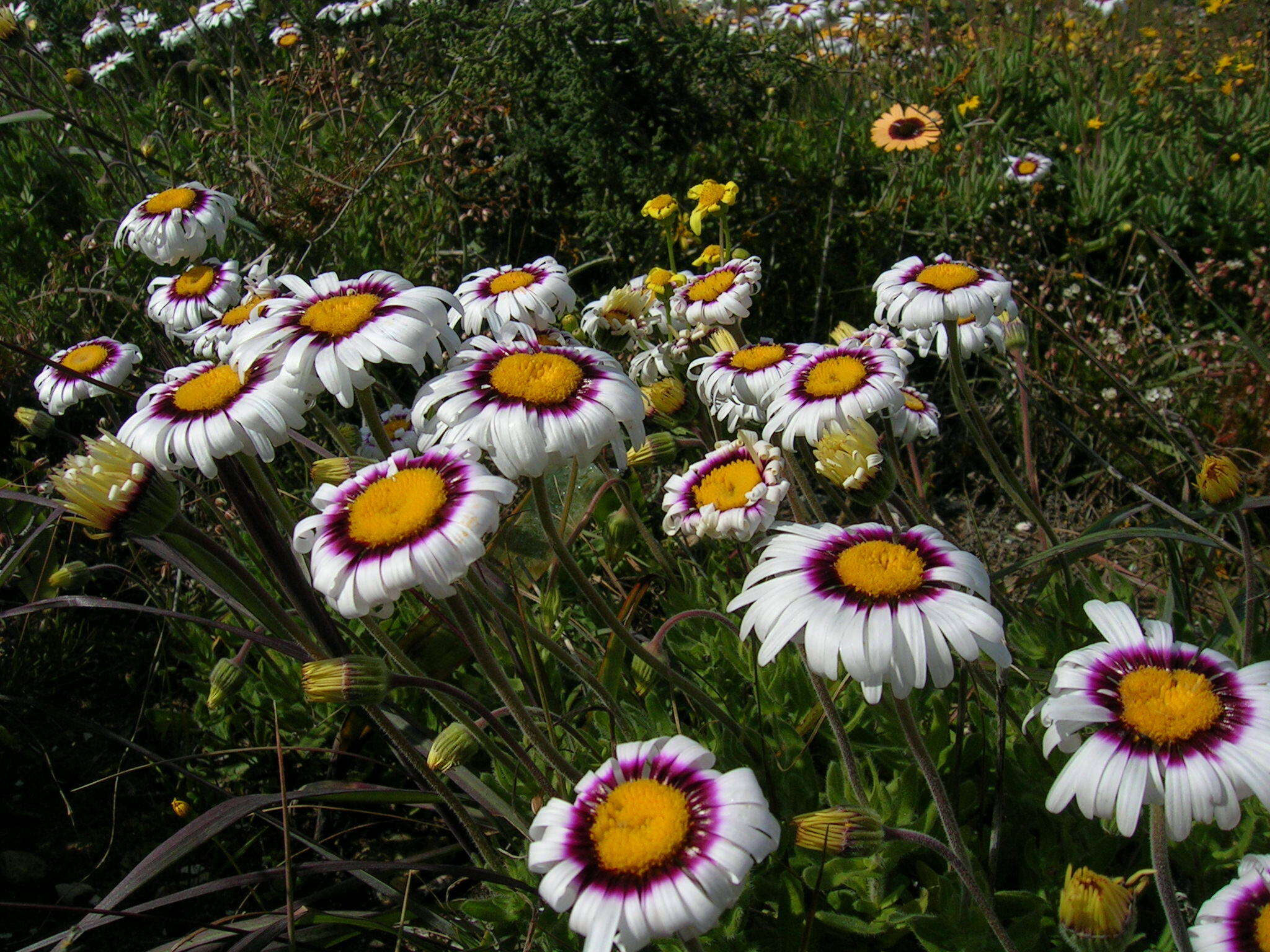 Image of Saldanha Bay felicia