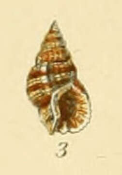 Sivun Tritia pygmaea (Schlotheim 1820) kuva