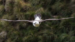 Image de Albatros de Carter