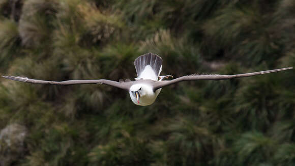 Image of Indian Yellow-nosed Albatross