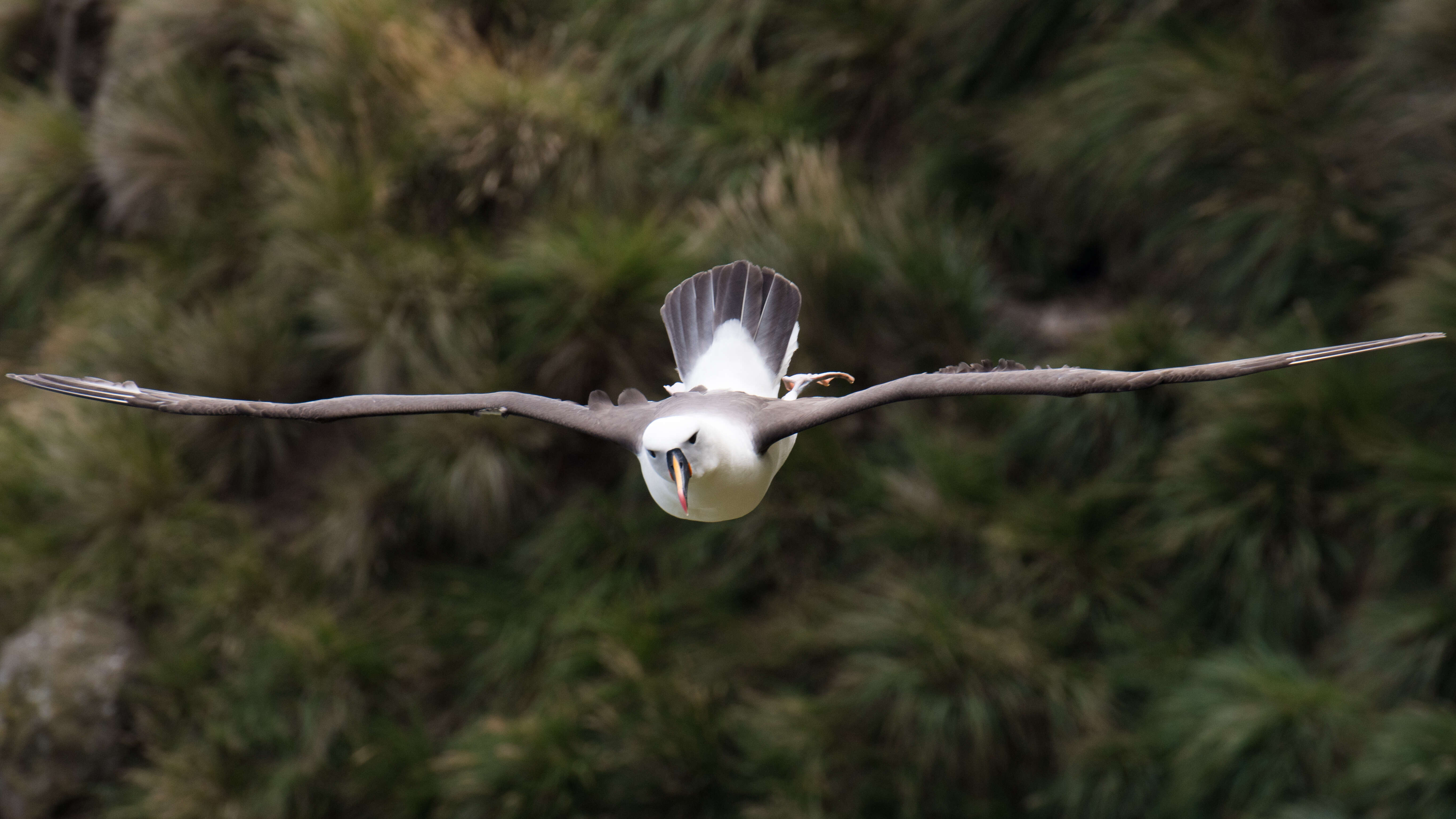 Image de Albatros de Carter