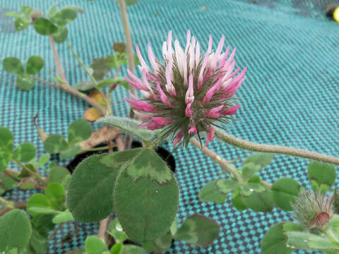 Image of rose clover