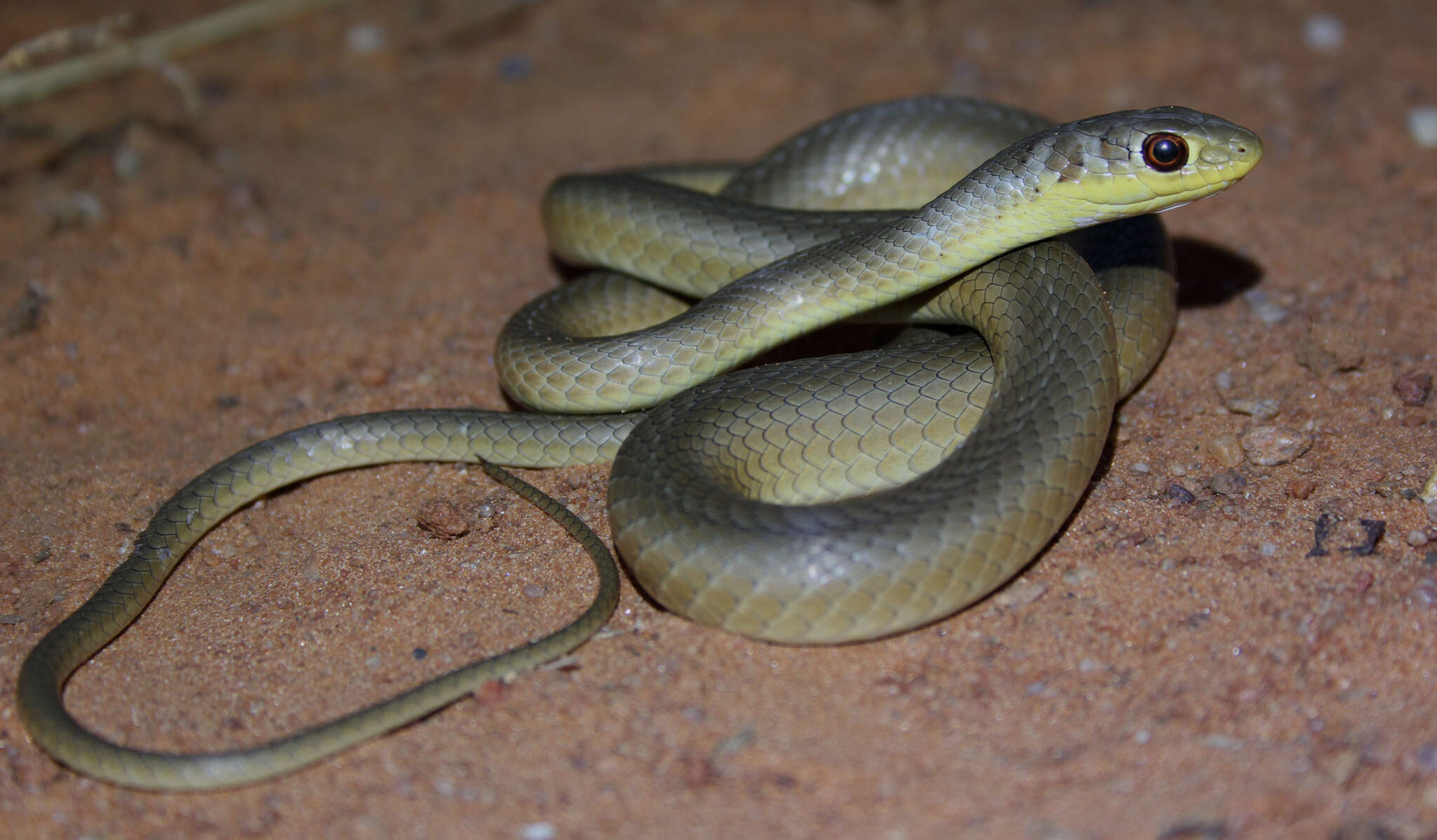 Psammophis brevirostris Peters 1881的圖片