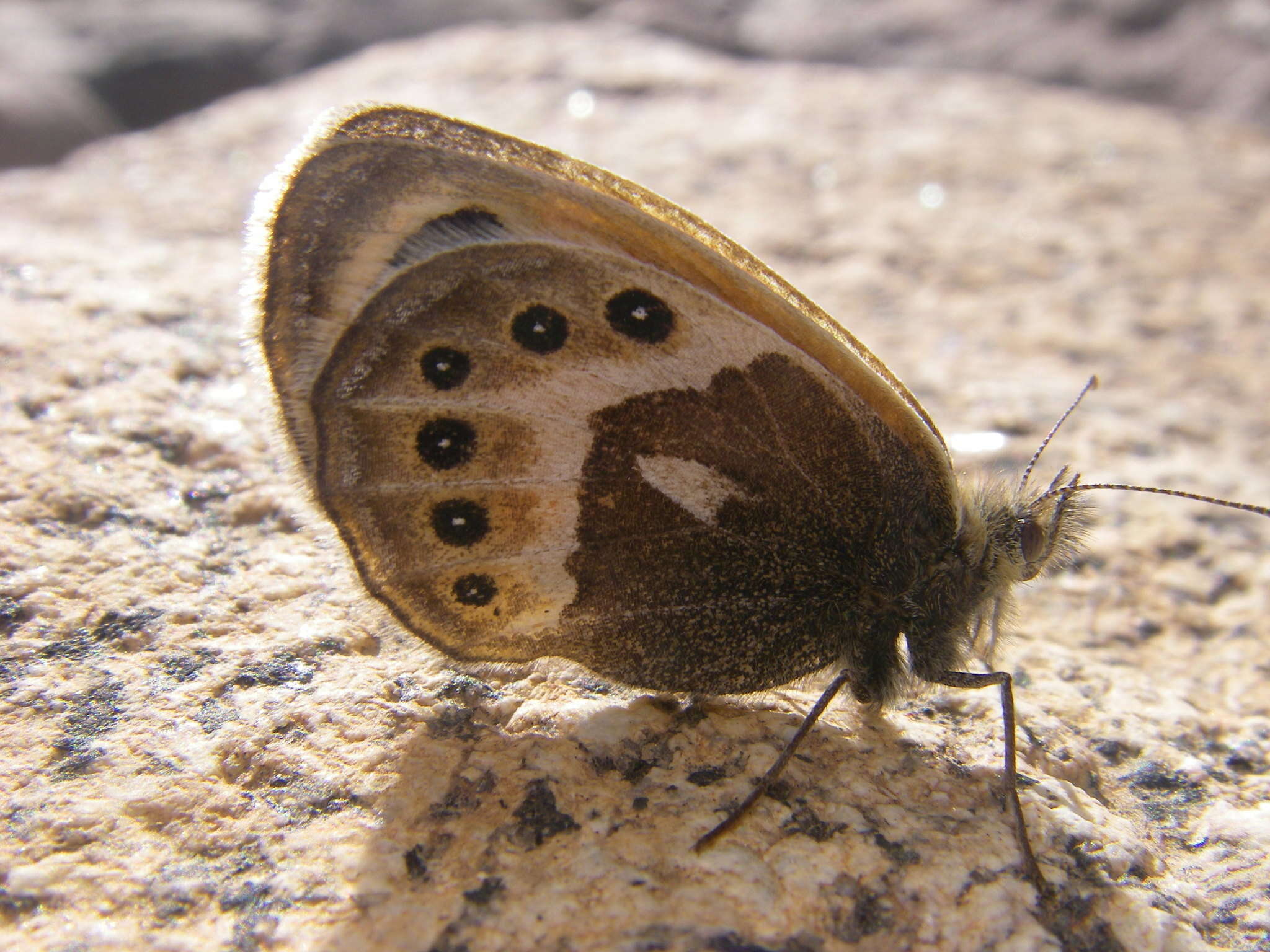 Image of Vaucher's Heath