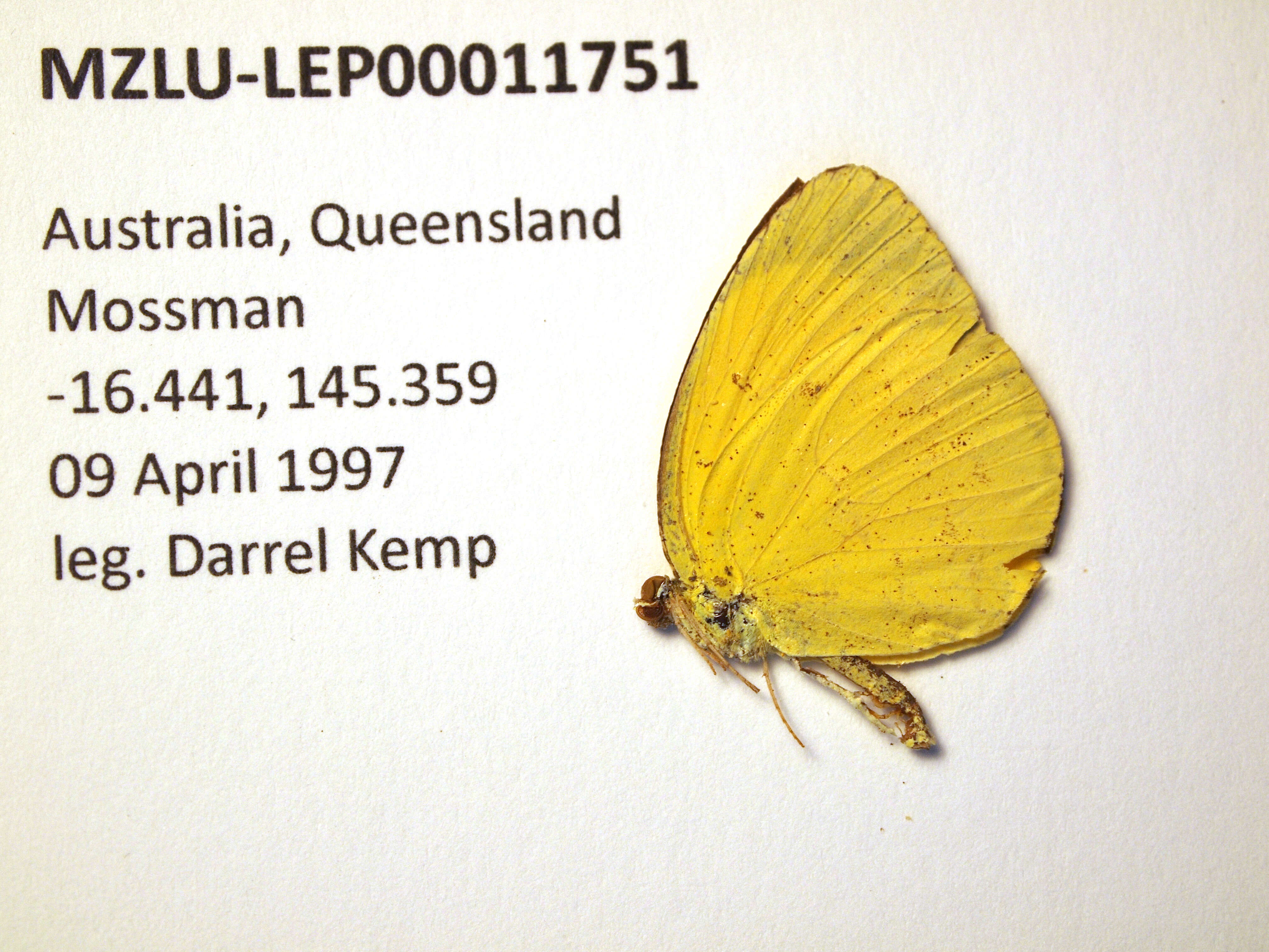 Image de Eurema hecabe (Linnaeus 1758)