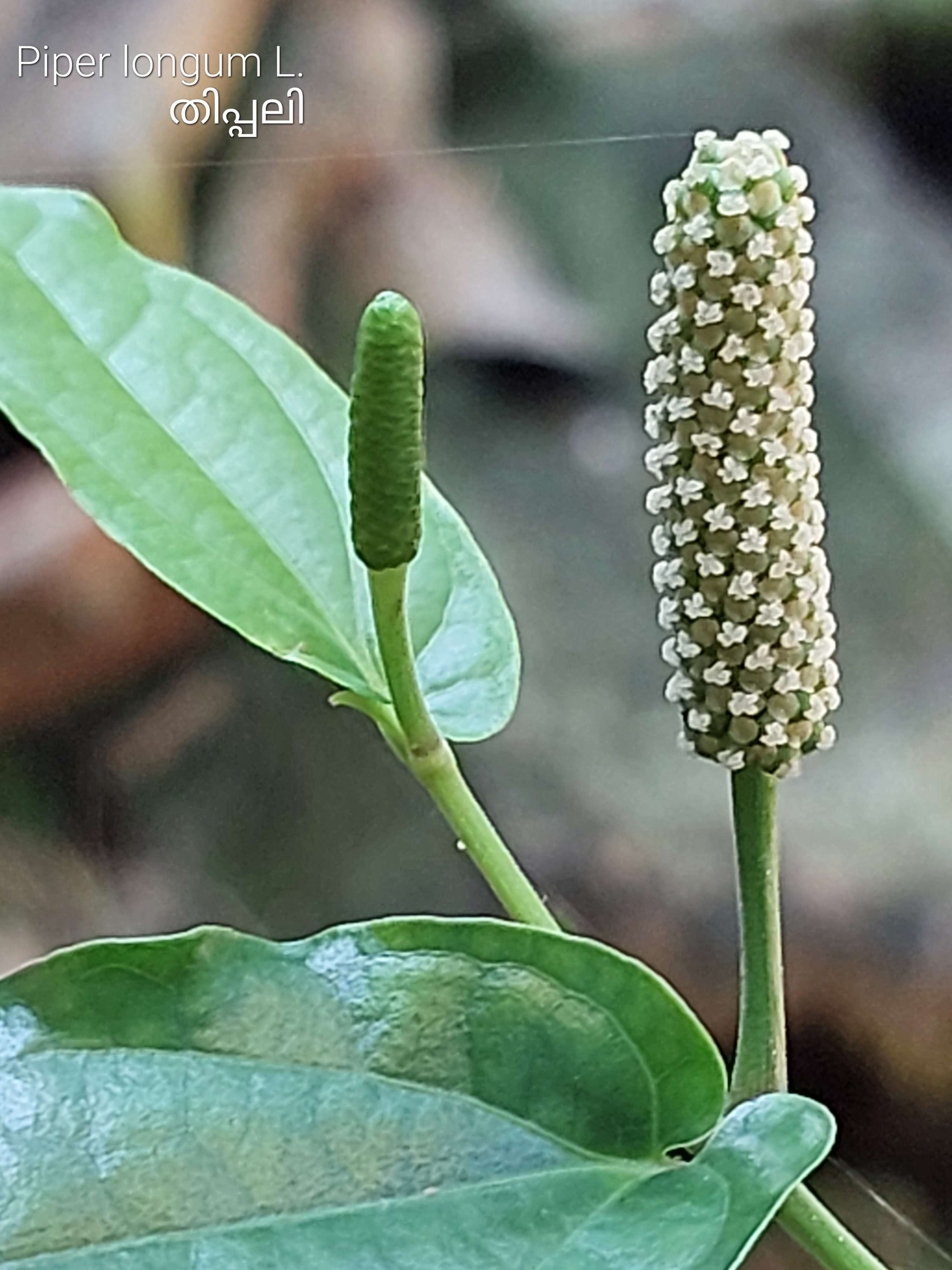 Image of Indian long pepper