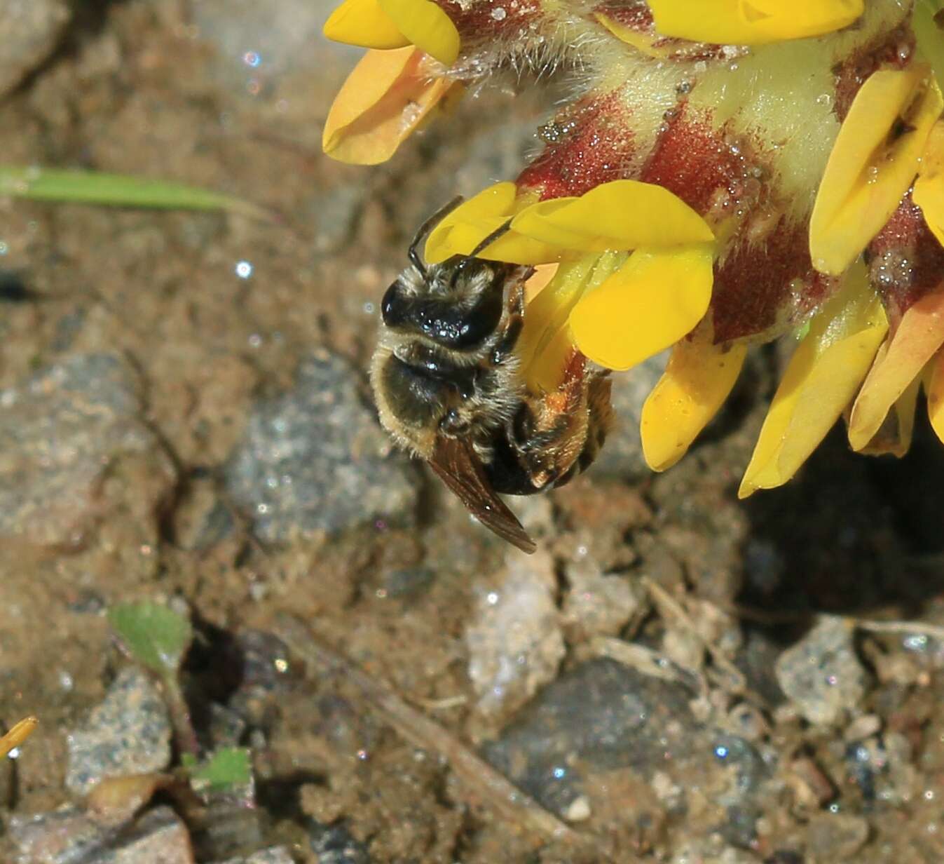 Image of Andrenine bee