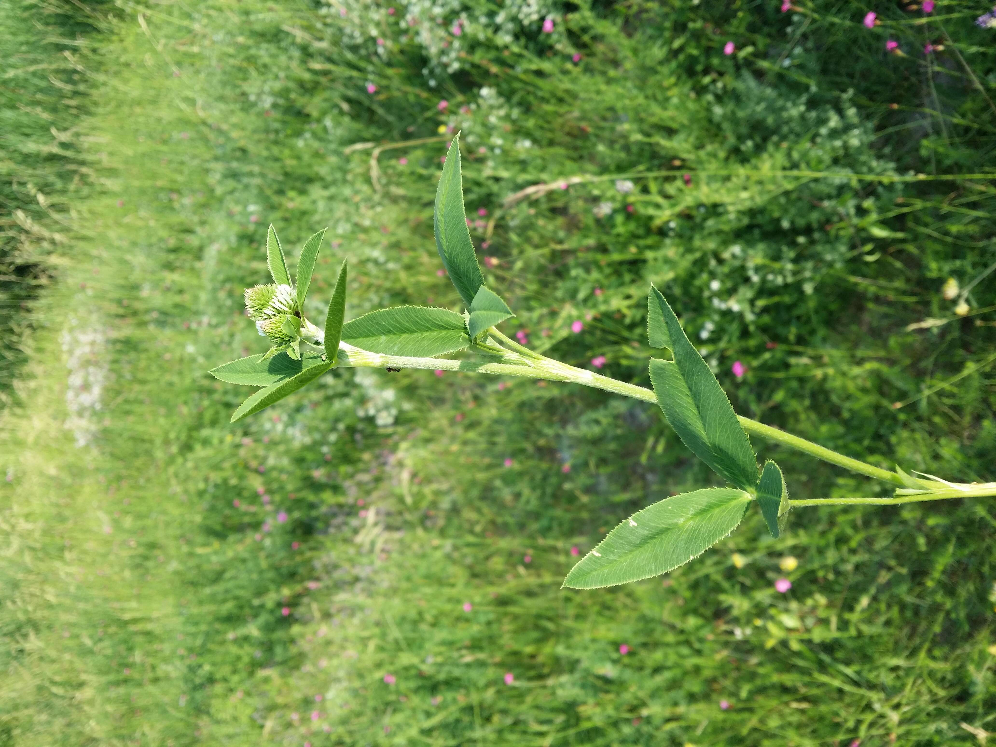 Imagem de Trifolium montanum L.