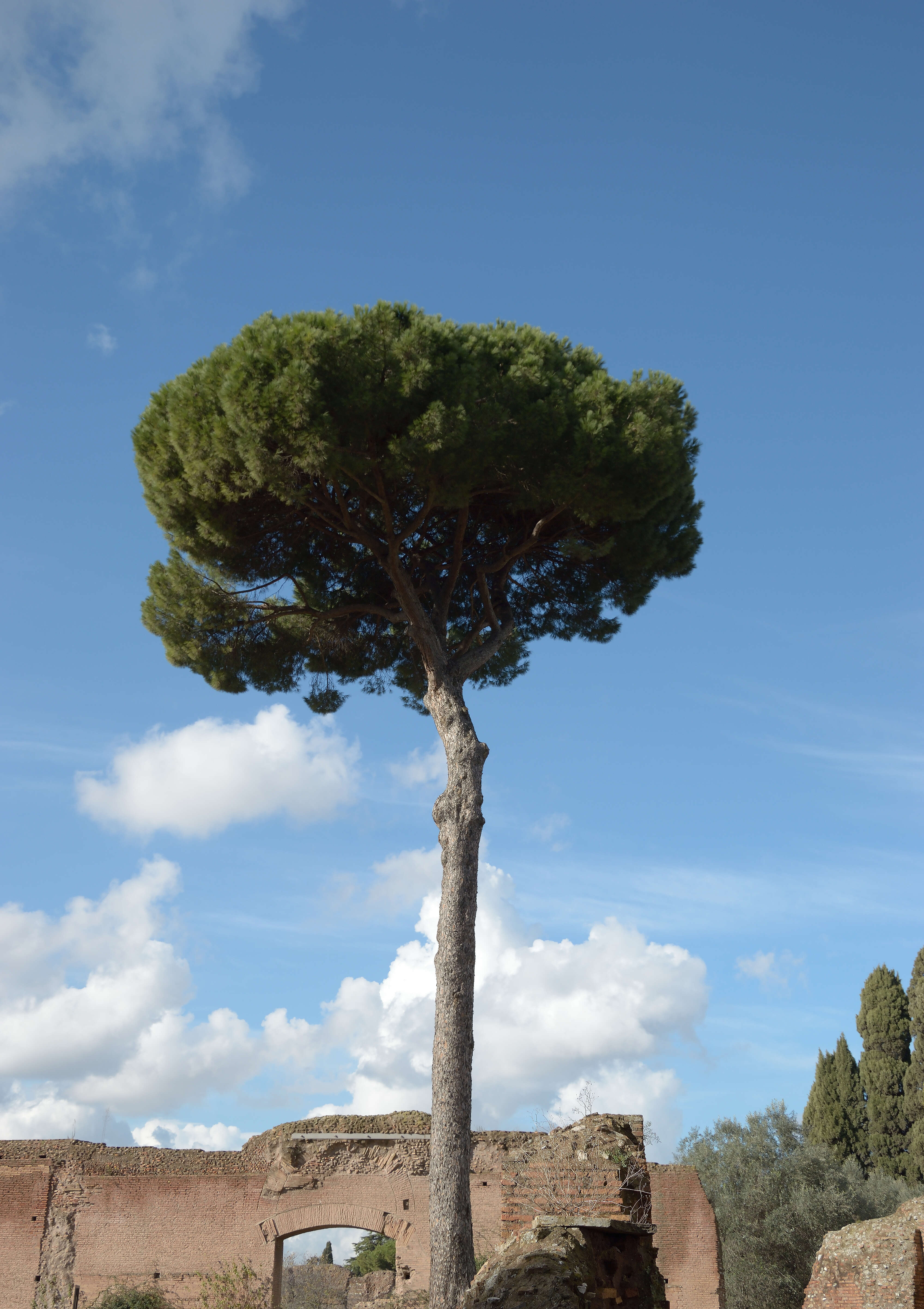 Image of Maritime Pine