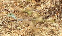 Cnemidophorus arenivagus Markezich, Cole & Dessauer 1997的图像