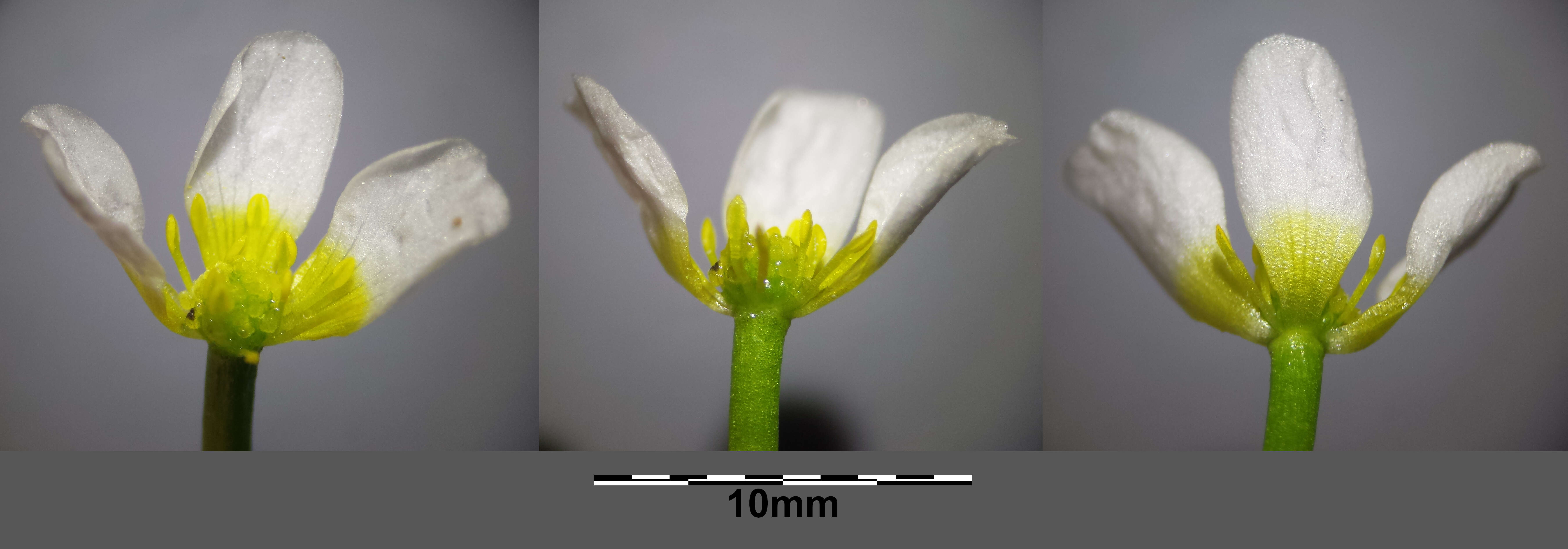 Слика од Ranunculus trichophyllus Chaix