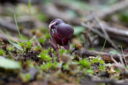 Image of Corybas unguiculatus (R. Br.) Rchb. fil.