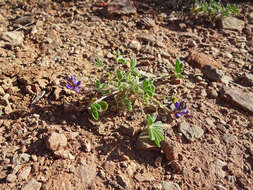 Image of shortstem lupine