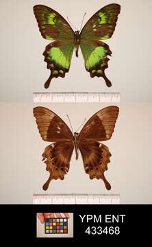 Image of Papilio neumoegeni Honrath 1890