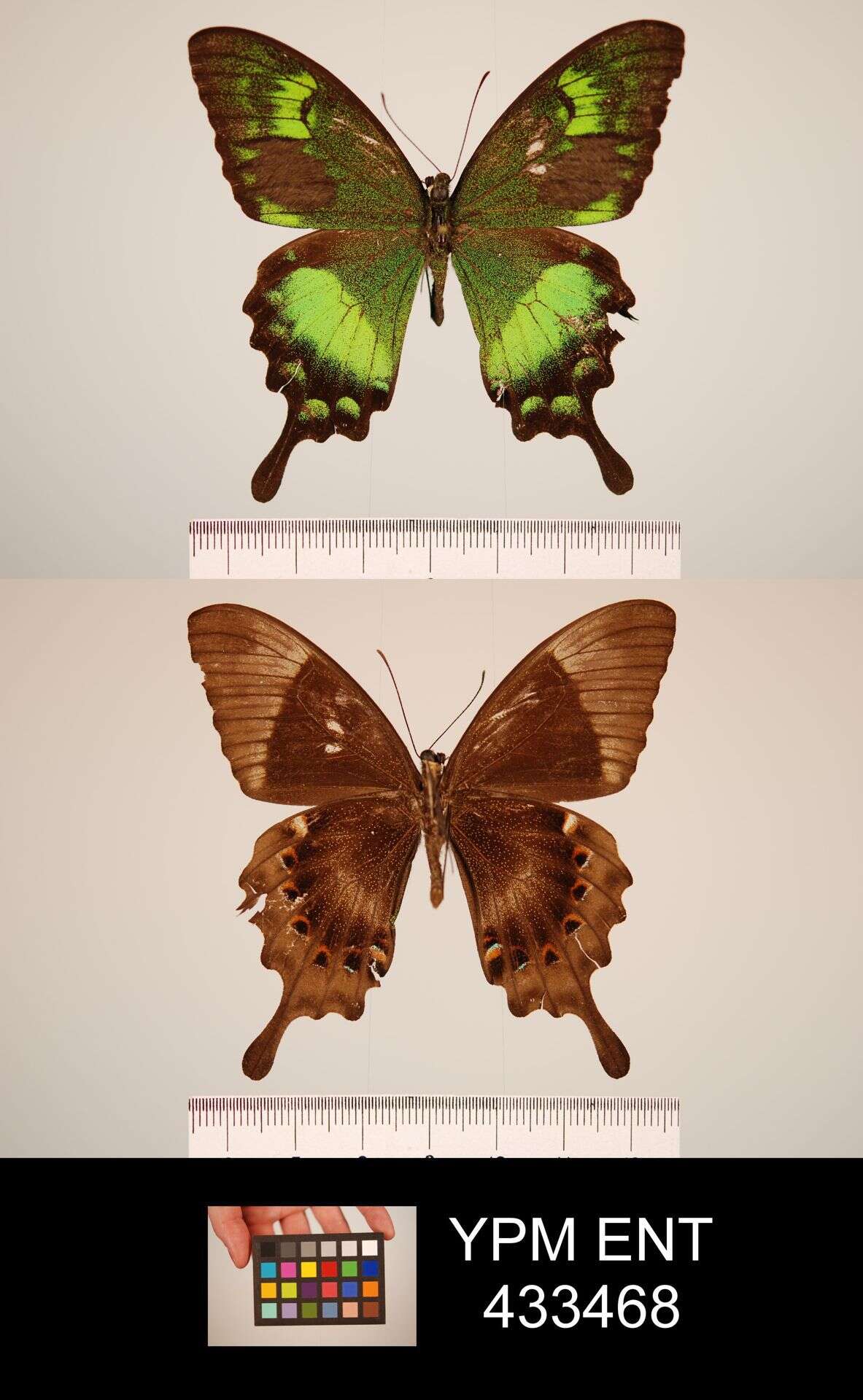 Image of Papilio neumoegeni Honrath 1890